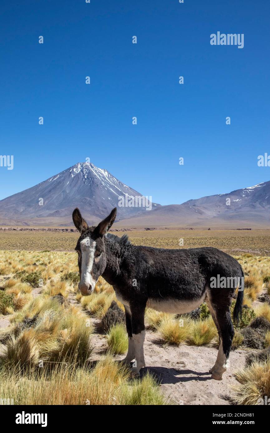 Burro selvaggio (Equus africanus asinus) di fronte allo stratovulcano Licancabur, zona vulcanica centrale andina, Cile Foto Stock