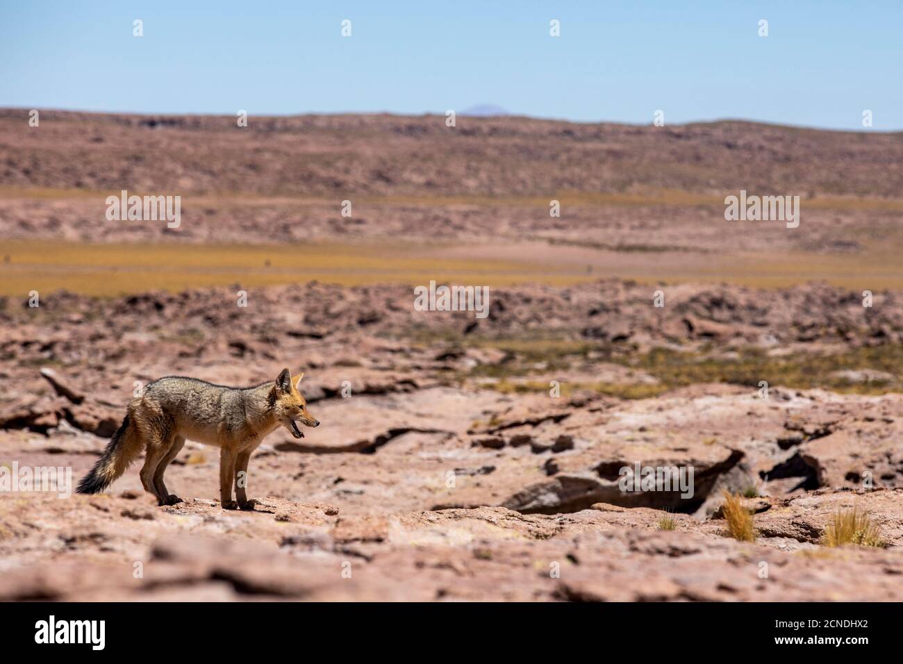 Volpe andina adulta (Lycalopex culpaeus) vicino alla sua tana nella zona vulcanica centrale andina, regione Antofagasta, Cile Foto Stock