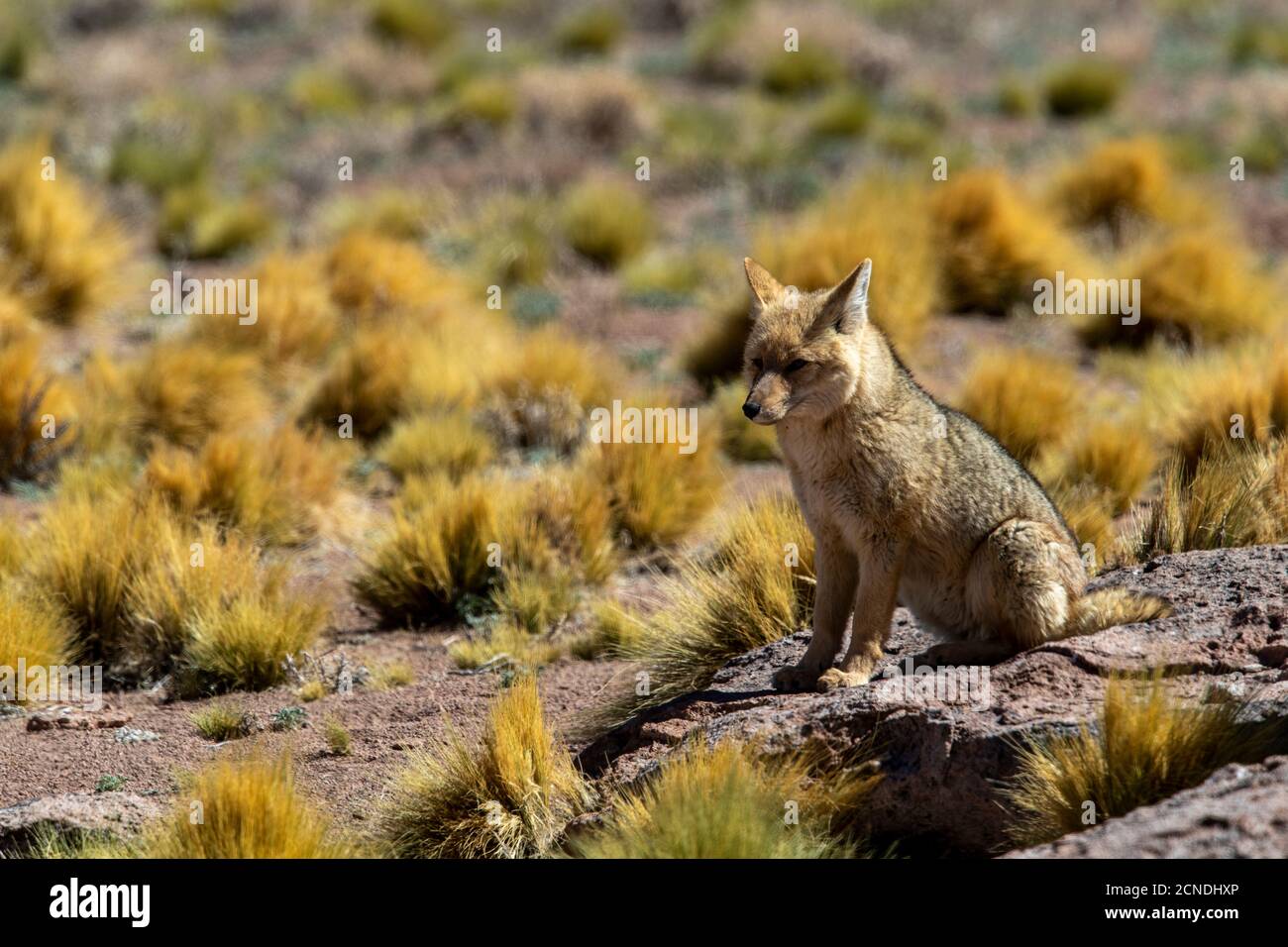 Volpe andina adulta (Lycalopex culpaeus) vicino alla sua tana nella zona vulcanica centrale andina, regione Antofagasta, Cile Foto Stock