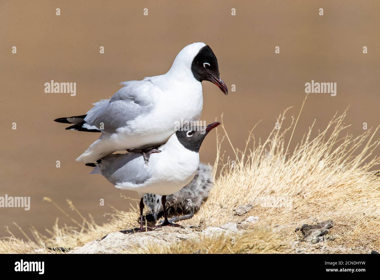 Un paio di gabbiani andini (Chromicocephalus serranus), che si accoppiano in una laguna, zona vulcanica centrale andina, Cile Foto Stock