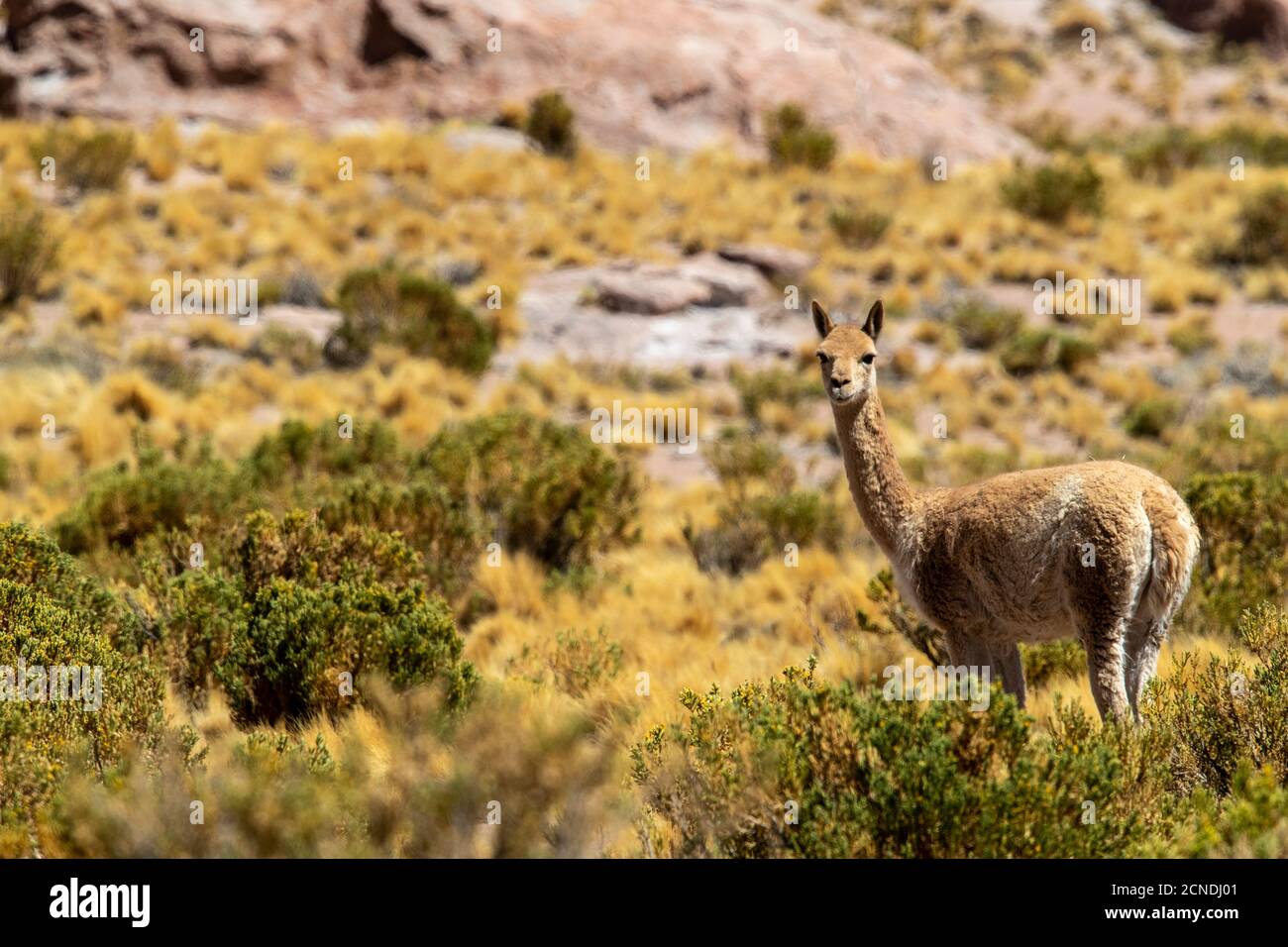 Vicuna adulta (Vicugna vicugna), nella zona vulcanica centrale andina, regione Antofagasta, Cile Foto Stock