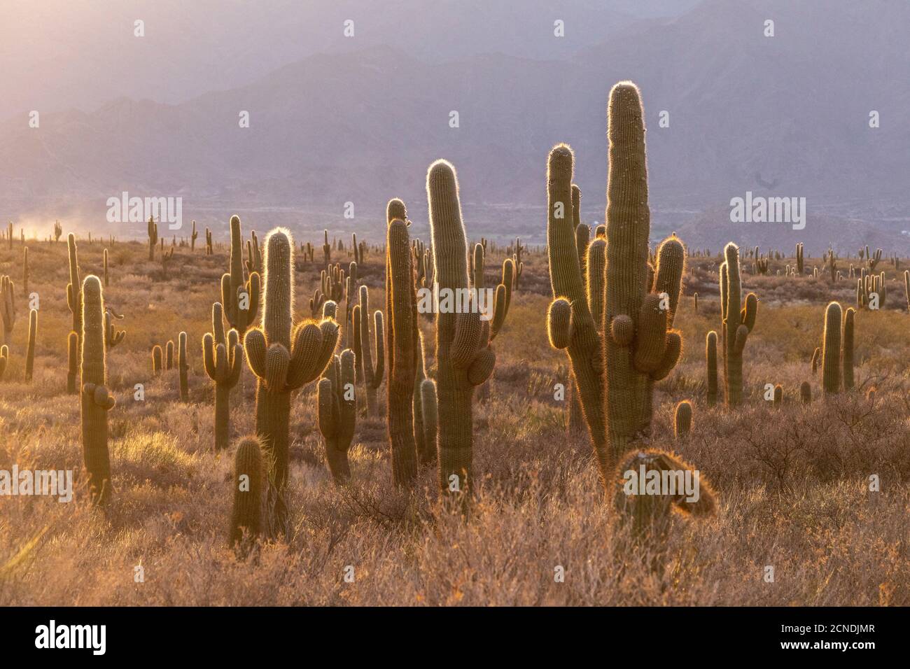 Tramonto sul cactus argentino saguaro (echinopsis terscheckii), Parco Nazionale Los Cardones, Provincia di Salta, Argentina Foto Stock