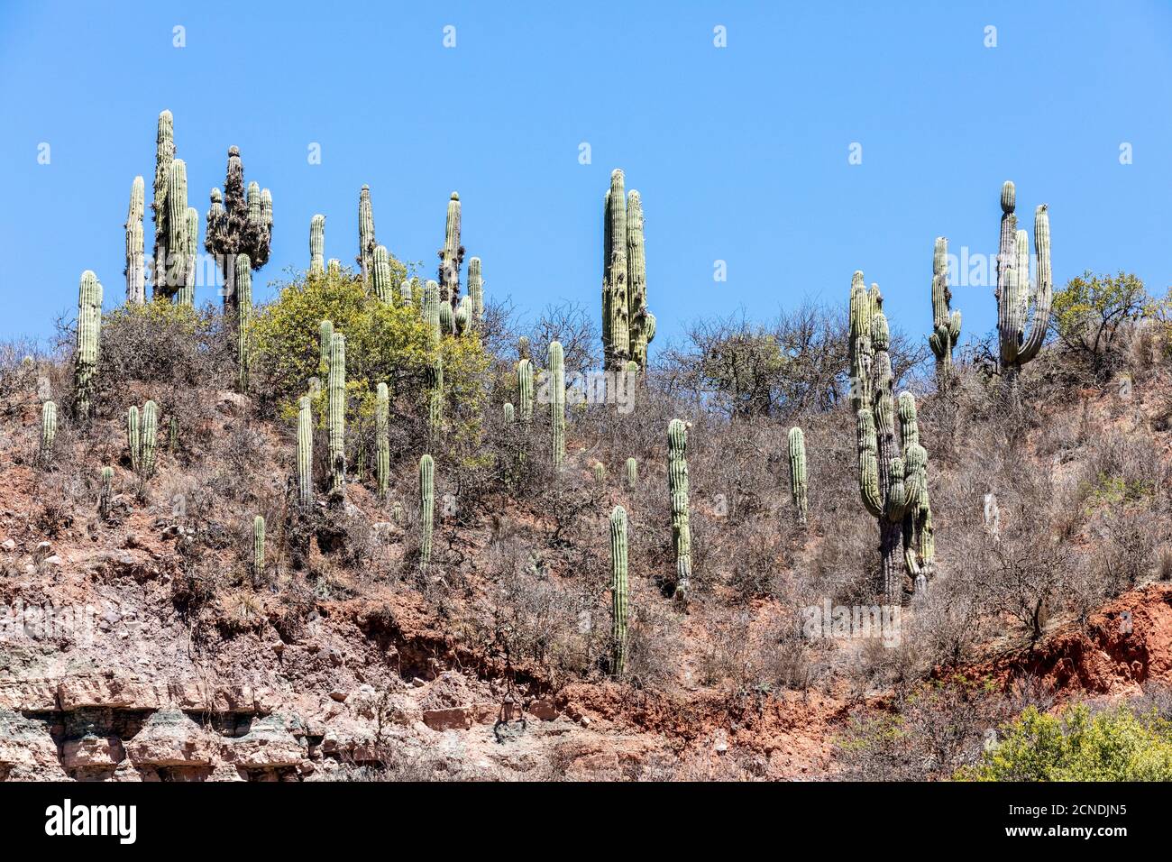 Argentino saguaro cactus (echinopsis terscheckii), Parco Nazionale Los Cardones, Provincia di Salta, Argentina Foto Stock