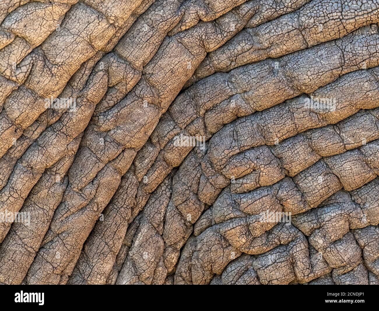Elefante afoso africano (Loxodonta africana), dettaglio della pelle, Parco Nazionale Tarangire, Tanzania, Africa orientale, Africa Foto Stock