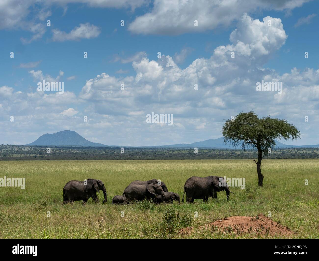 Una mandria di elefanti bush africani (Loxodonta africana), Parco Nazionale di Tarangire, Tanzania, Africa orientale, Africa Foto Stock