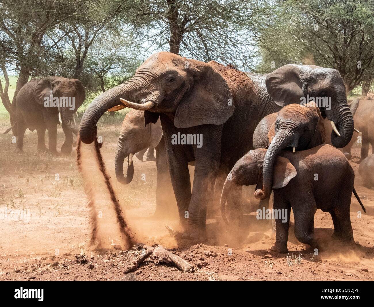 Elefanti bush africani (Loxodonta africana), facendo un bagno di polvere, Tarangire National Park, Tanzania, Africa orientale, Africa Foto Stock