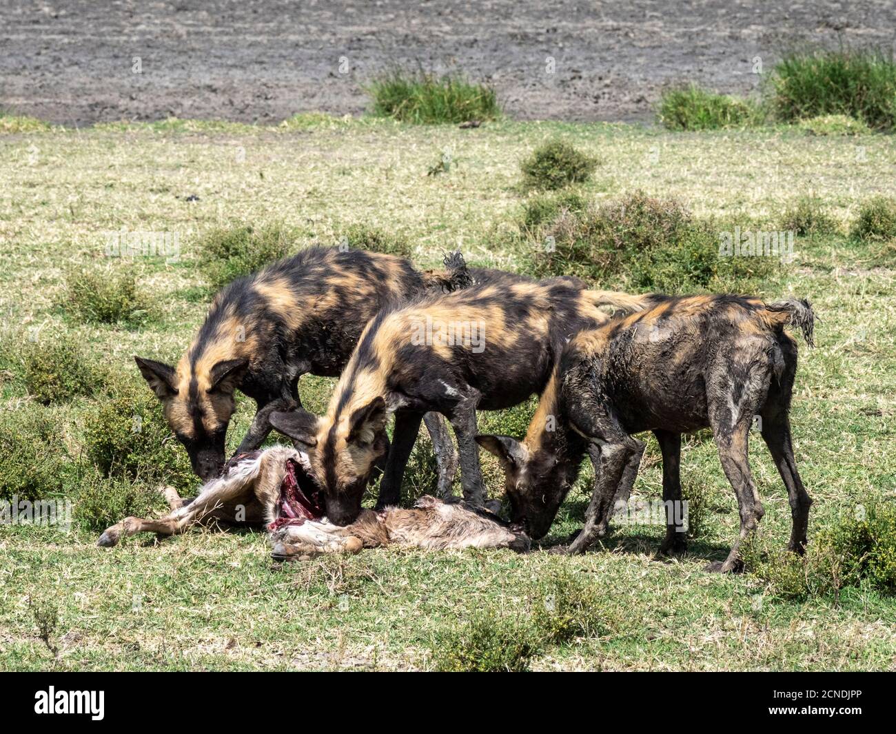 Cani selvatici africani (Lycaon pictus), che si nutrono di un vitello più selvatico uccidendo nel Parco Nazionale Serengeti, Tanzania, Africa Orientale, Africa Foto Stock