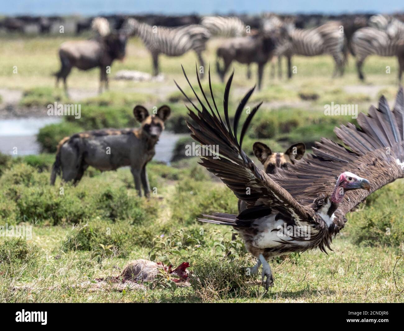 Cane selvatico africano (Lycaon pictus), che spinge un avvoltoio a faccia di lappetta fuori uccidere nel Parco Nazionale Serengeti, Tanzania, Africa orientale, Africa Foto Stock