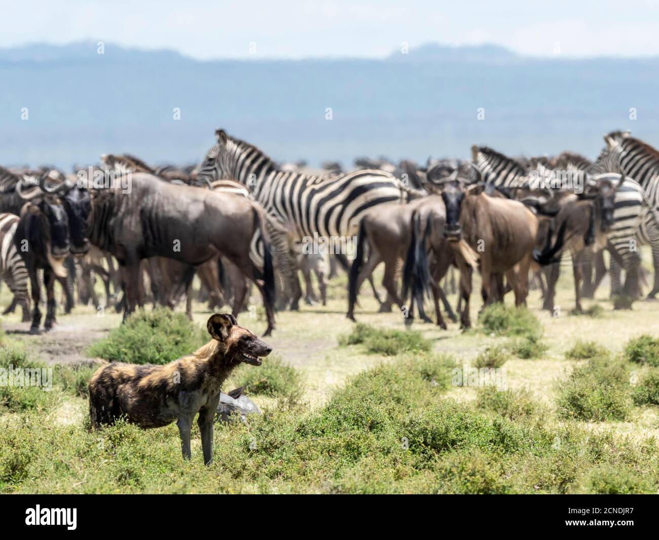 Cane selvatico africano (Lycaon pictus), zebre d'indagine e wildebeest nel Parco Nazionale di Serengeti, Tanzania, Africa Orientale, Africa Foto Stock