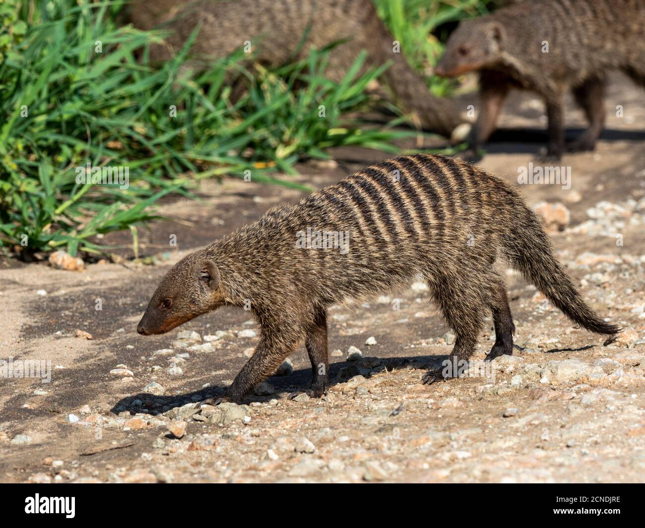 Un pacco di mongoose bandite (Mungos mungo), vicino al loro sito den nel Tarangire National Park, Tanzania, Africa orientale, Africa Foto Stock