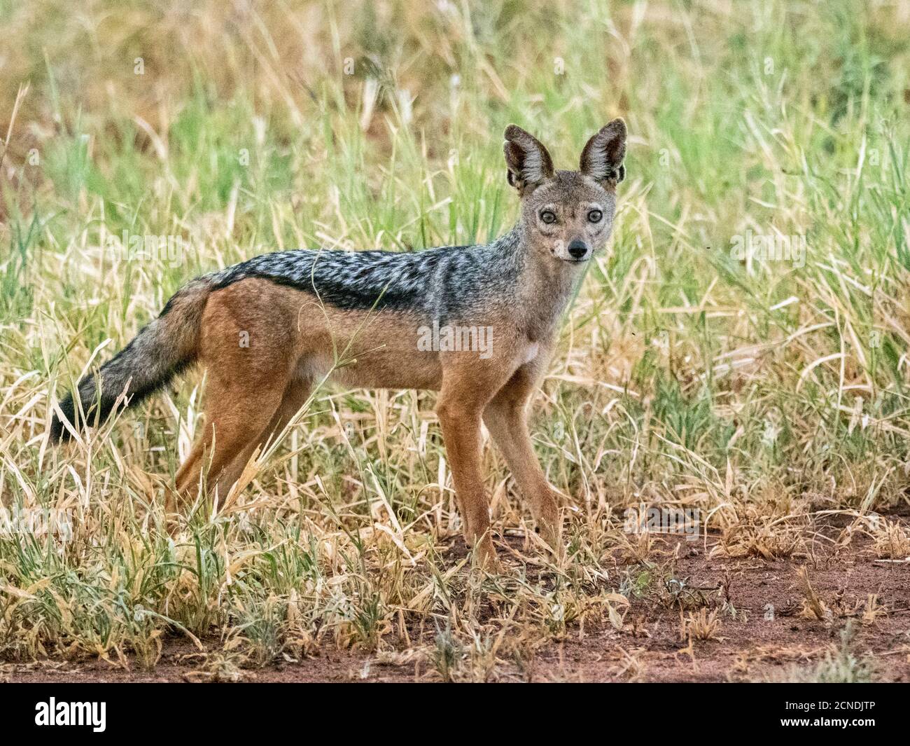 Un jackal adulto con schienale nero (Lupulella mesomelas), Parco Nazionale di Tarangire, Tanzania, Africa orientale, Africa Foto Stock