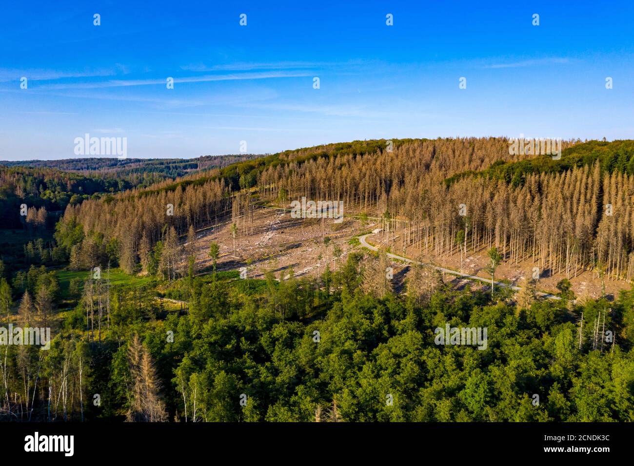 Distretto di Sauerland, dieback della foresta, alberi morti di abete rosso, causato dal barbabietola della corteccia, alte temperature, carenza di acqua, cambiamento climatico, NRW, Germania Foto Stock