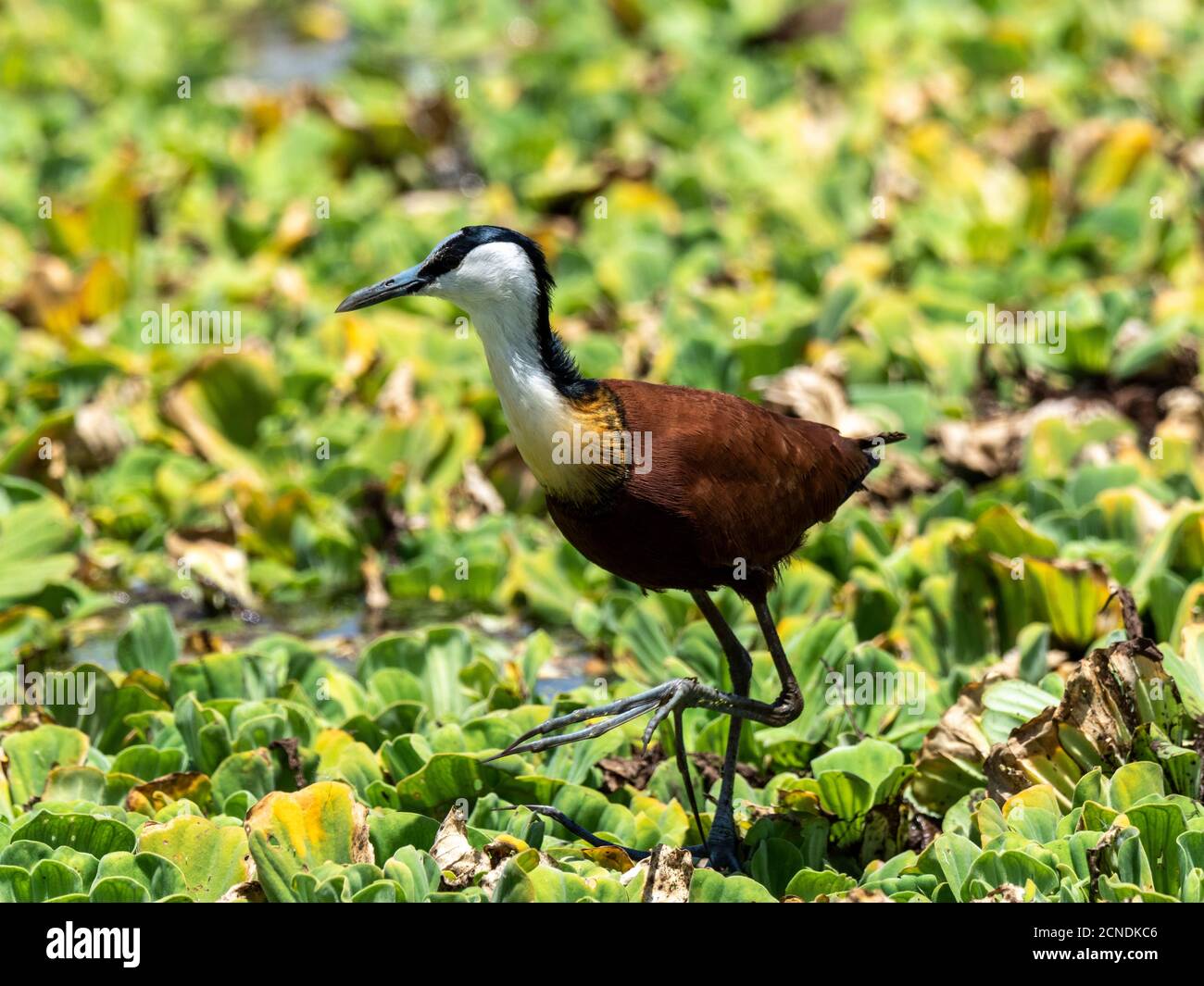 Jacana africana adulta (Actophilornis africanus), Parco Nazionale del Lago Manyara, Tanzania, Africa Orientale, Africa Foto Stock