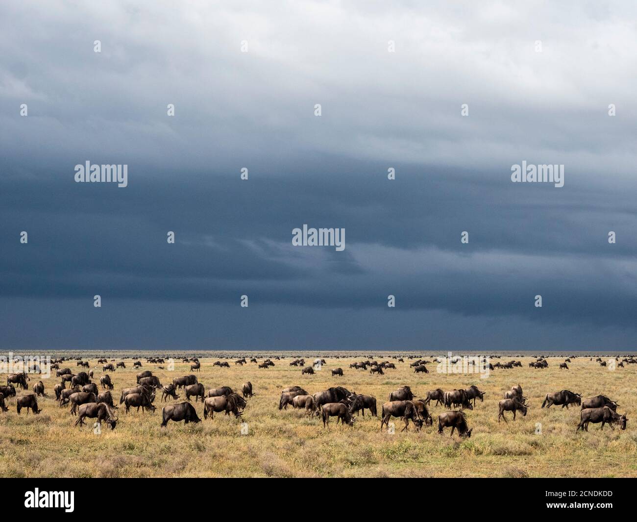 Una confusione di wildebeest blu (Connochaetes taurinus), sulla Grande migrazione, Parco Nazionale Serengeti, Tanzania, Africa Orientale, Africa Foto Stock