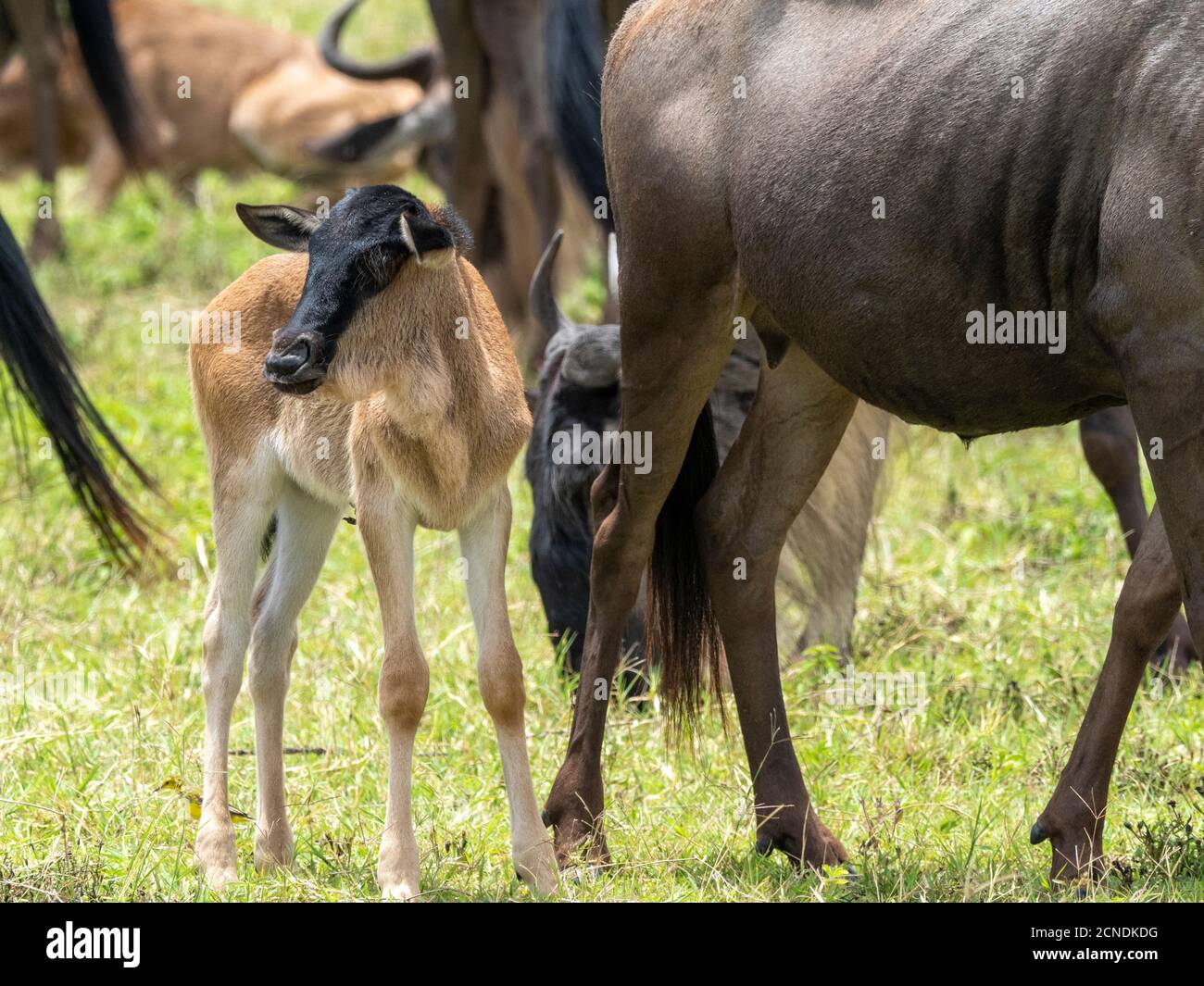 Madre e neonato blu di vitello wildebeest (brinded gnu) (Connochaetes taurinus), Cratere di Ngorongoro, Tanzania, Africa orientale, Africa Foto Stock