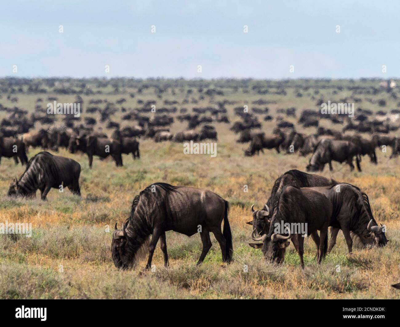 Una confusione di wildebeest blu (Connochaetes taurinus), sulla Grande migrazione, Parco Nazionale Serengeti, Tanzania, Africa Orientale, Africa Foto Stock