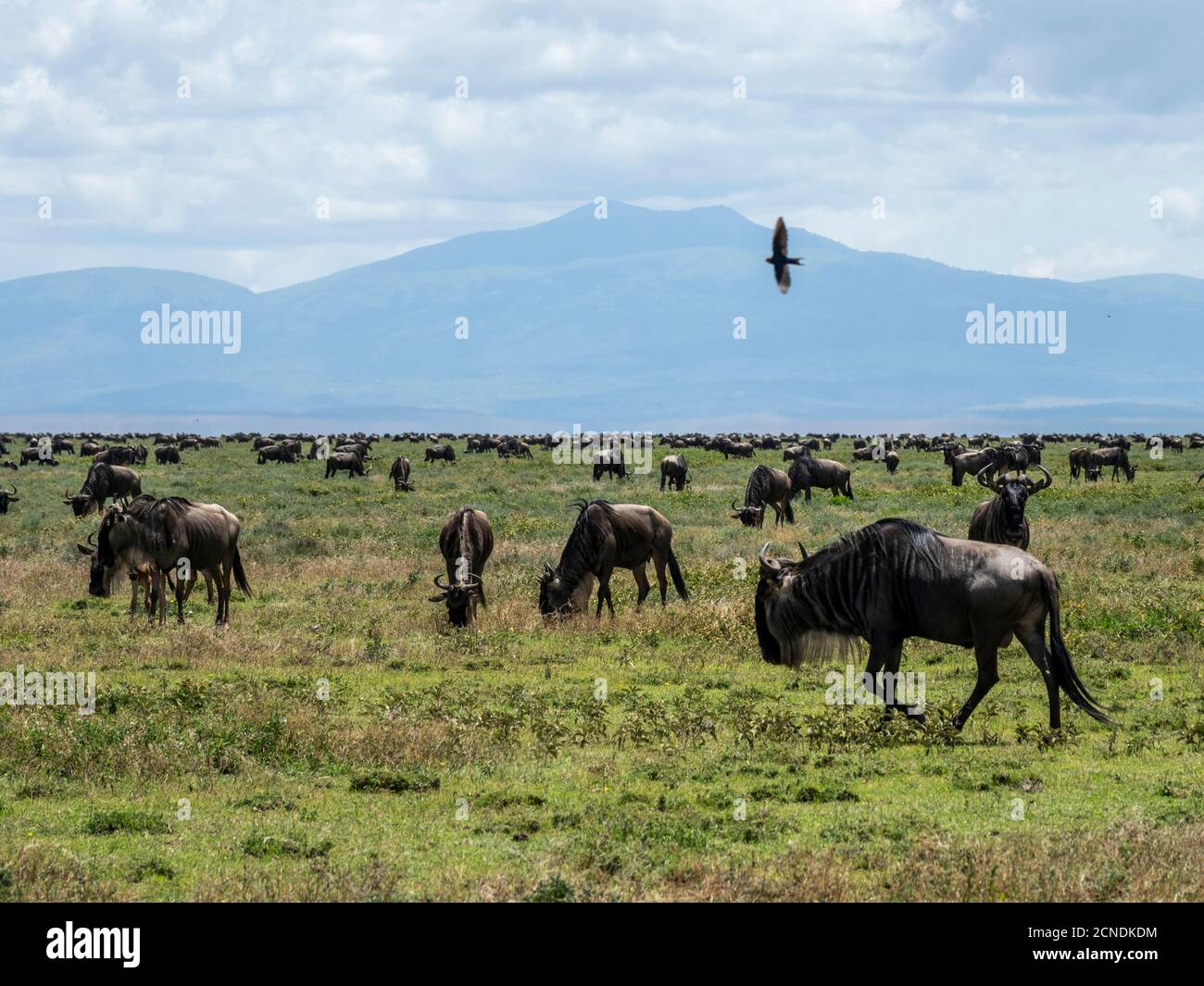 Una confusione di wildebeest blu (brindled gnu) (Connochaetes taurinus), sulla Grande migrazione, Parco Nazionale Serengeti, Tanzania, Africa Orientale, Africa Foto Stock