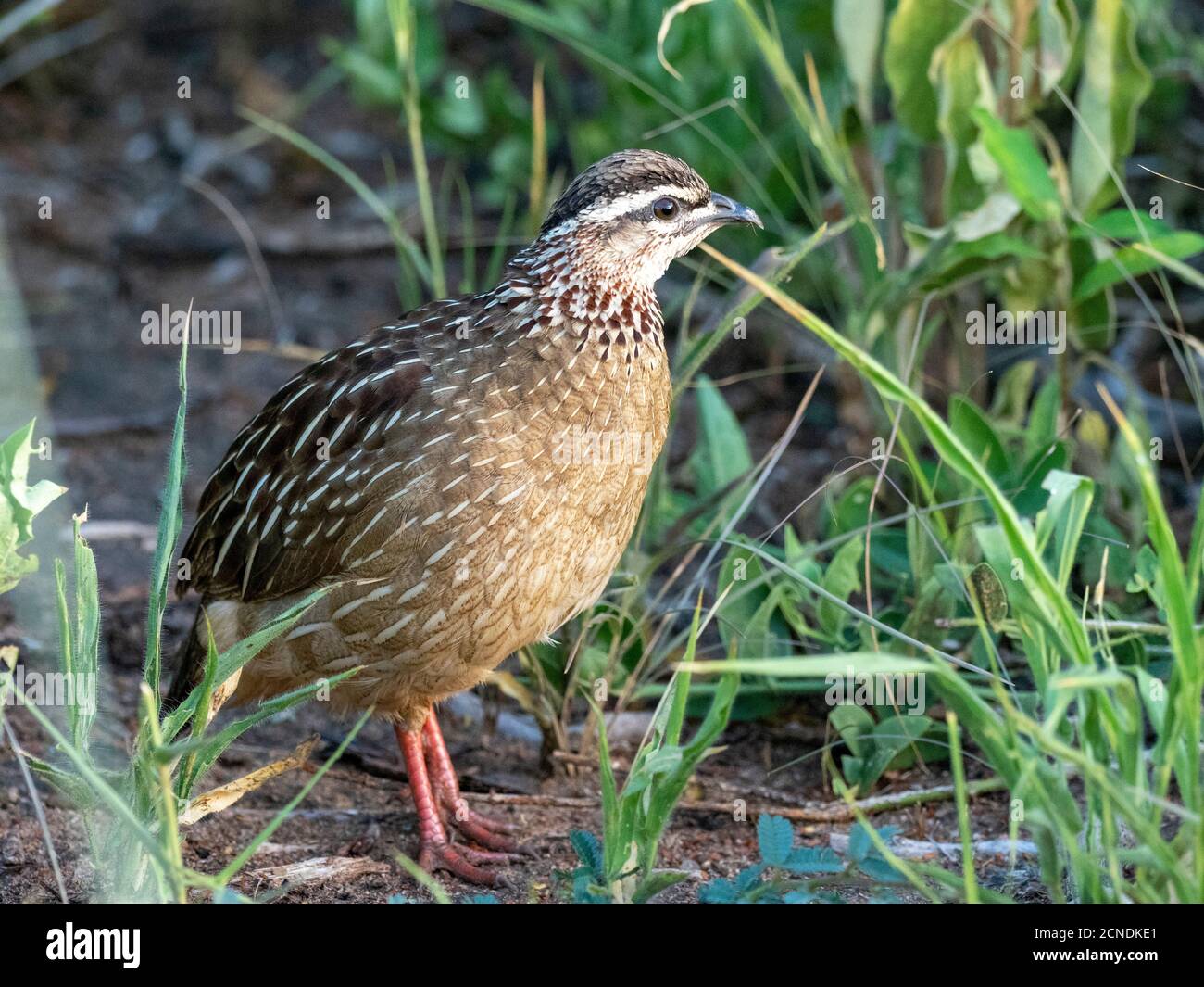 Un adulto crestato francolin (Dendroperdix sephaena), Tarangire National Park, Tanzania, Africa orientale, Africa Foto Stock