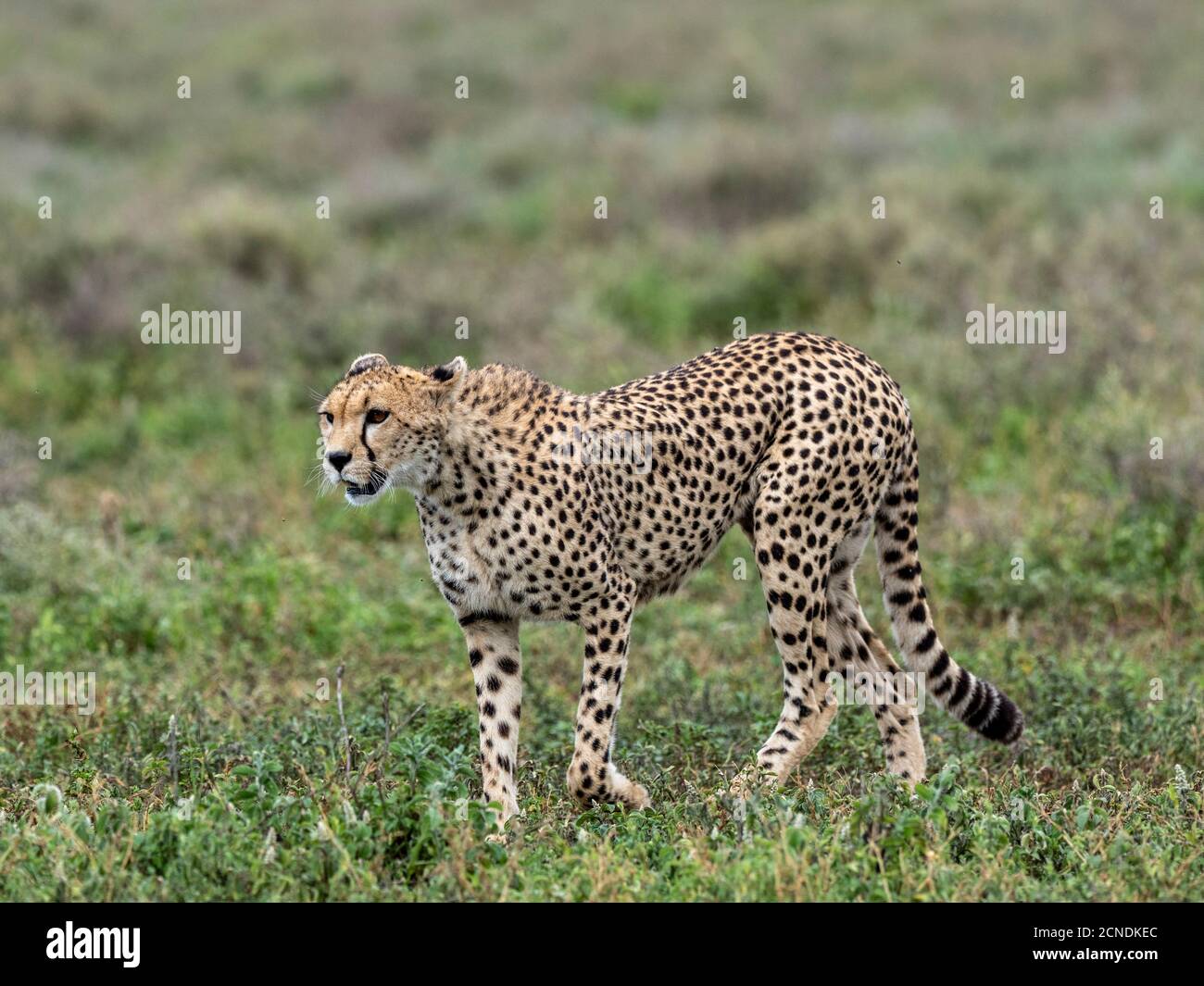 Ghepardo adulto (Achinonyx jubatus), che attaniava la Grande migrazione nel Parco Nazionale di Serengeti, Tanzania, Africa orientale, Africa Foto Stock