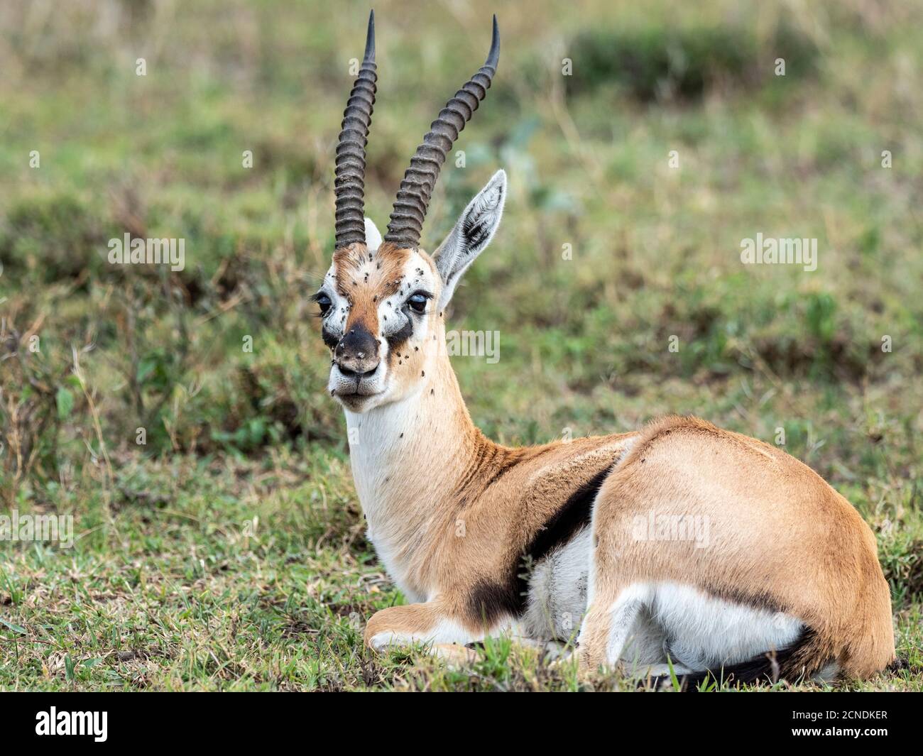 La gazzella di Thomson (Eudorcas thomsonii), il Parco Nazionale di Serengeti, Tanzania, Africa Orientale, Africa Foto Stock
