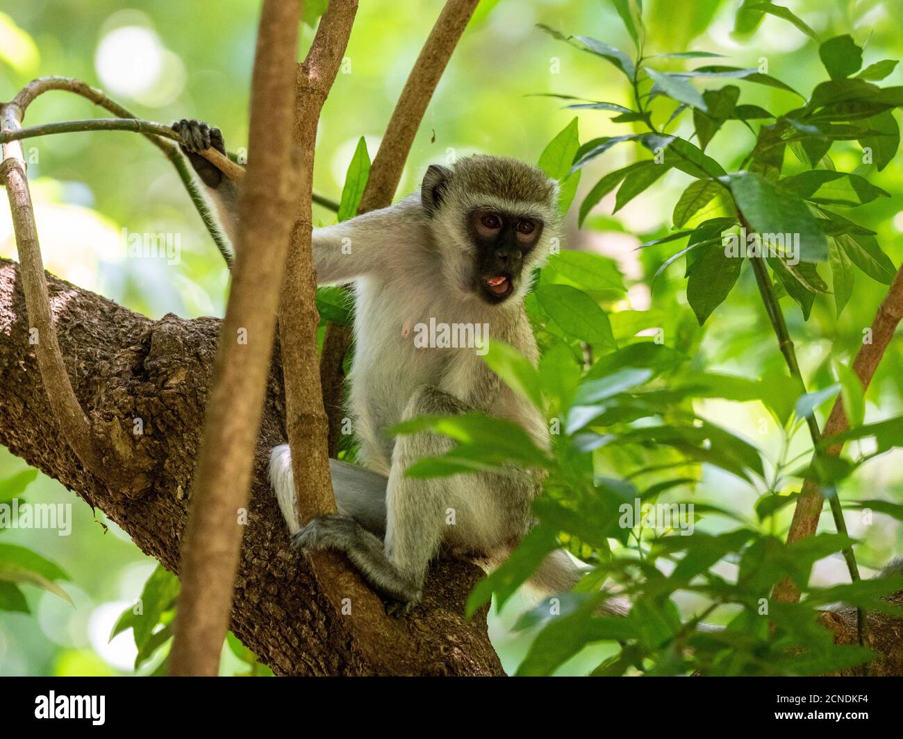Scimmia Vervet (Chlorocobus pygerythrus), Parco Nazionale del Lago Manyara, Tanzania, Africa Orientale, Africa Foto Stock