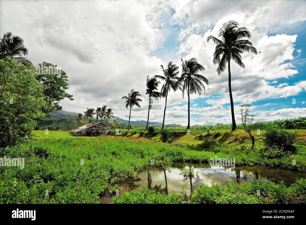 Scenario idilliaco di una capanna nativa, palme da cocco circondate da risaie, piscine e piantagioni contro le montagne e un cielo nuvoloso, Filippine Foto Stock