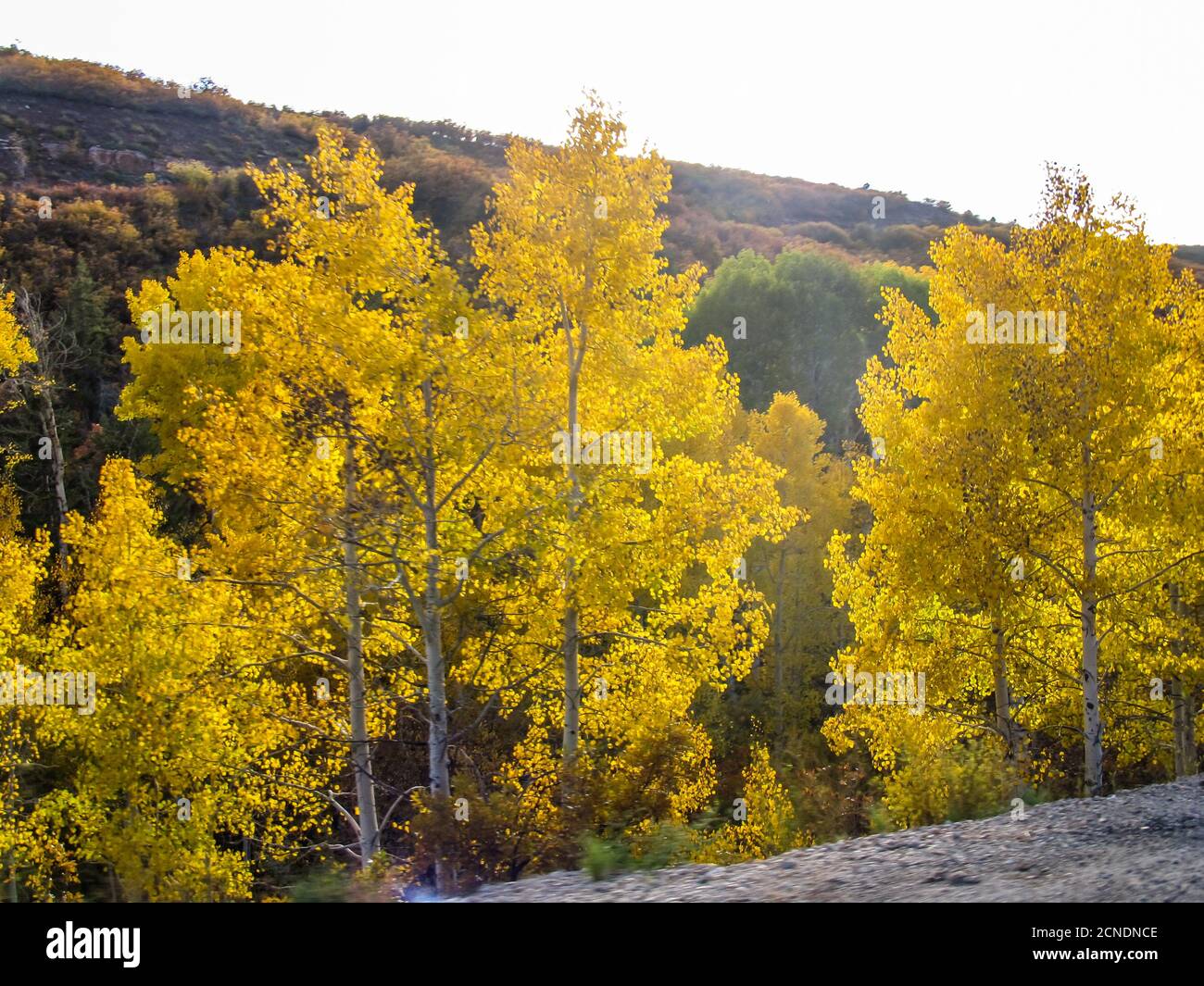 Quacking Aspen, Topulus tremuloides, colorato d'oro durante l'autunno, e retroilluminato dal sole del pomeriggio, accanto alla strada nelle montagne la SAL, Utah, Stati Uniti Foto Stock