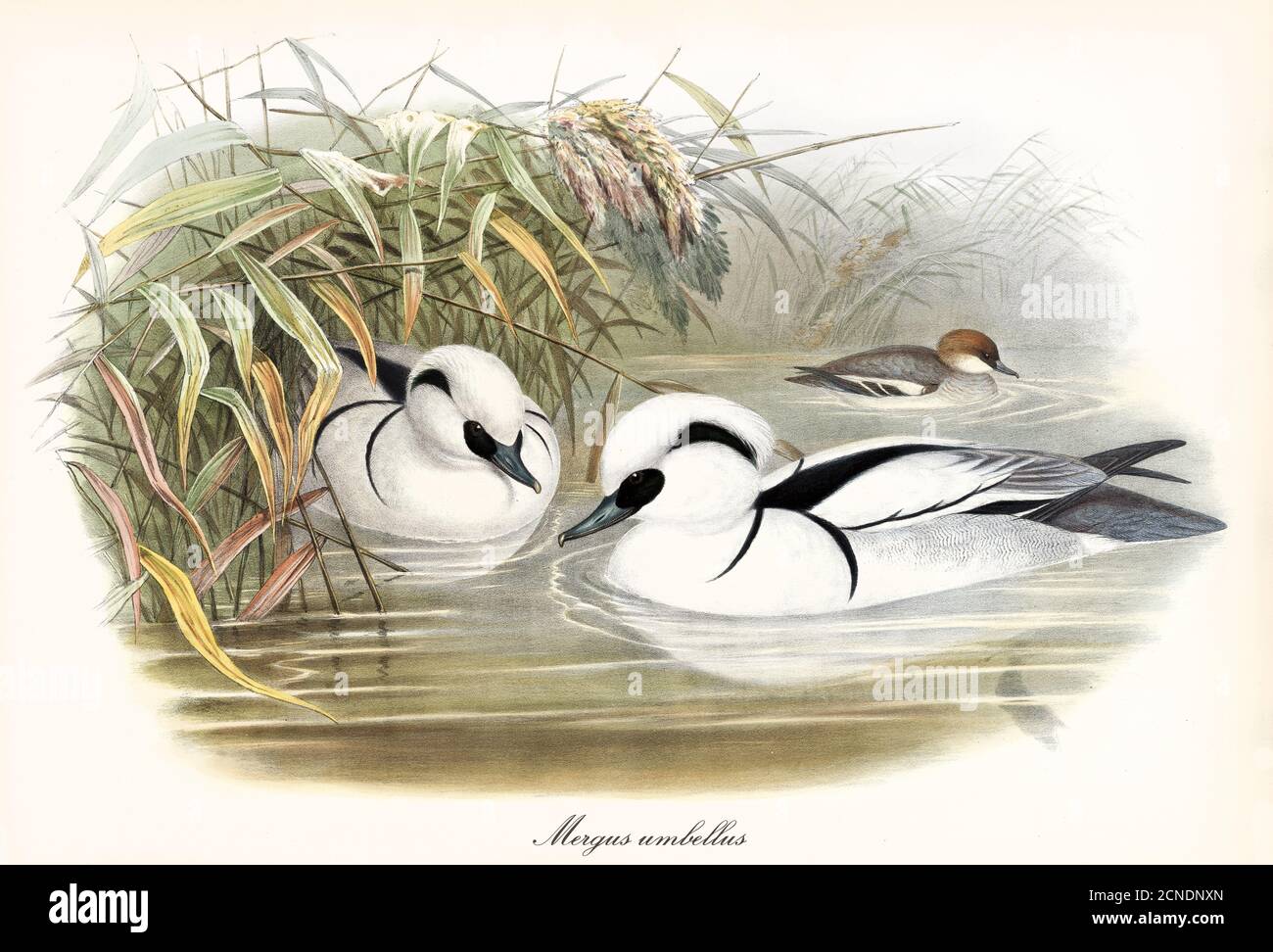 Coppia di uccelli acquatici mascherati chiamati Smew (Mergellus albellus) che nuotano attraverso l'erba alta che emerge dall'acqua dello stagno. Arte di John Gould 1862-1873 Foto Stock