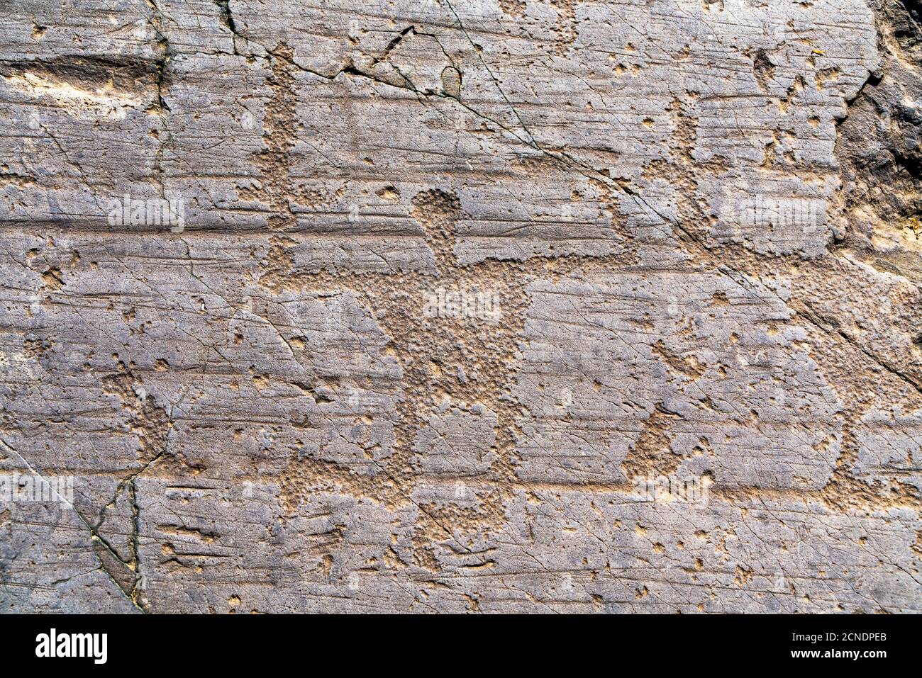 Petroglifi (incisioni rupestri) di guerriero con lancia, Parco Naquane, Capo di Ponte, Valcamonica (Val Camonica), Lombardia, Italia, Europa Foto Stock