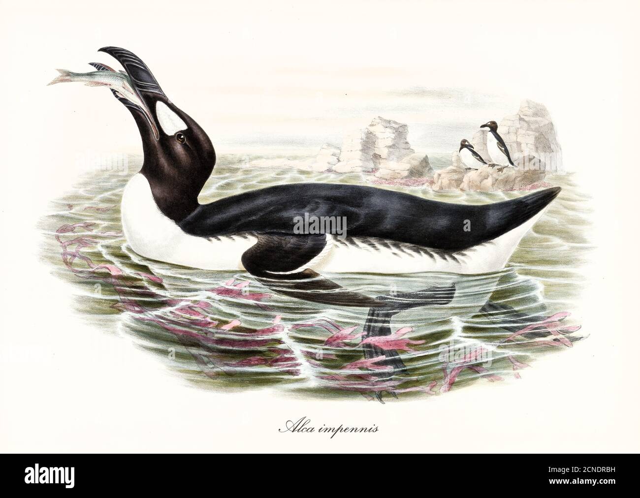 Grande uccello acquatico grasso Grande Auk (Pinguinus impennis) estinto. Mangia il pesce in acqua, esemplars su una roccia in background. Arte di John Gould 1862-1873 Foto Stock