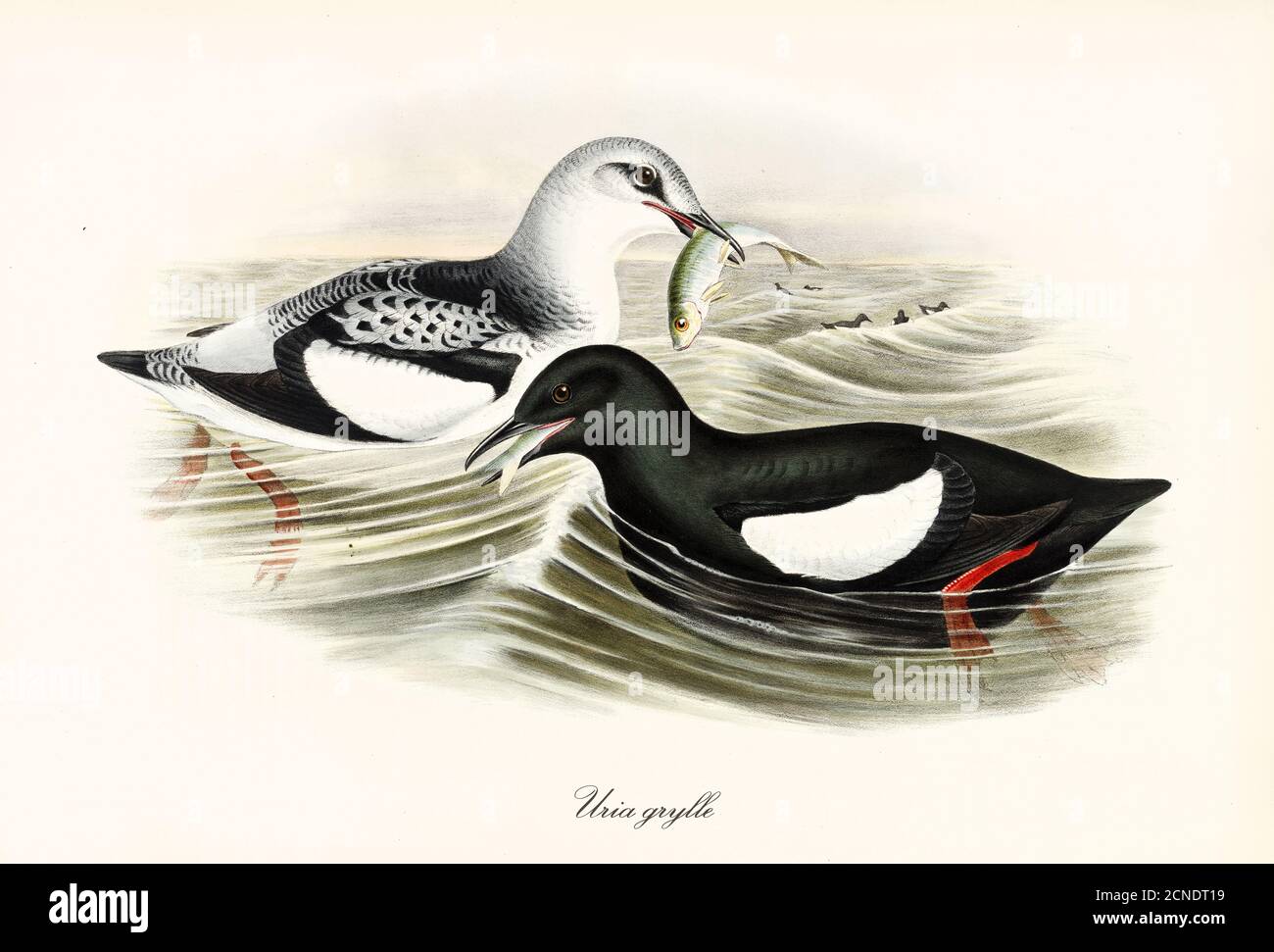 Coppia di guillemot nero (Cepphus grylle) uccelli di mare pesca e la pratica dello scooting fianco a fianco su mare ruvido. Vintage art di John Gould publ a Londra 1862-1873 Foto Stock