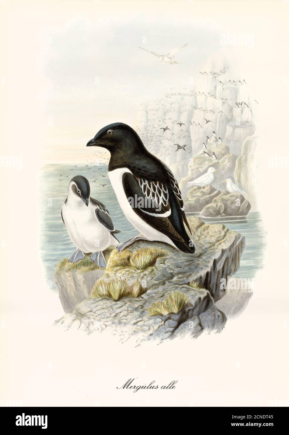 Piumaggio bianco e nero uccello marino Little Auk (alle alle) su roccia e alta scogliera sullo sfondo. Dettagli vintage acquerello di John Gould 1862-1873 Foto Stock