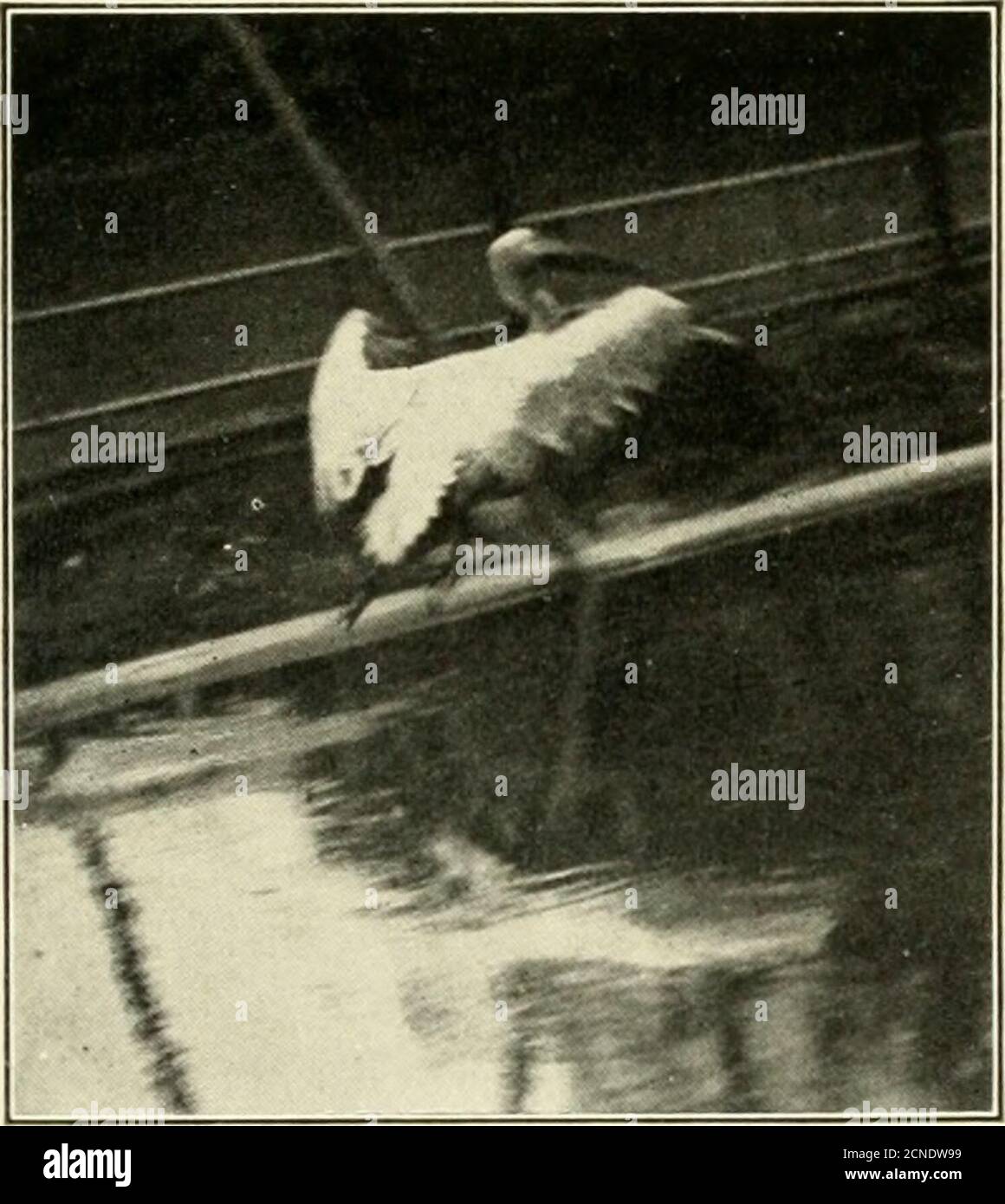 . L'uccello; la sua forma e funzione . Fig. 323.-Tail of Grass Parrakeet. Dei flycatchers con code moderate e arrotondate può exe-carino i movimenti di volo più meravigliosi, sterzando in erraticdart attraverso l'aria, o atterrando da parte a destra angleswhile a piena velocità, questo essendo compiuto pallyby mezzi della coda. Una coda serve anche un uso importante come freno. Whena grande pellicano si deposita gradualmente verso la superficie dell'acqua, o un'anatra momentaneamente si sposta prima di allighare, la coda, spalmata e portata verso il basso, dà un aiuto effi-ciente nel ritardare l'impeto. Tails 409 notiamo che il bir Foto Stock