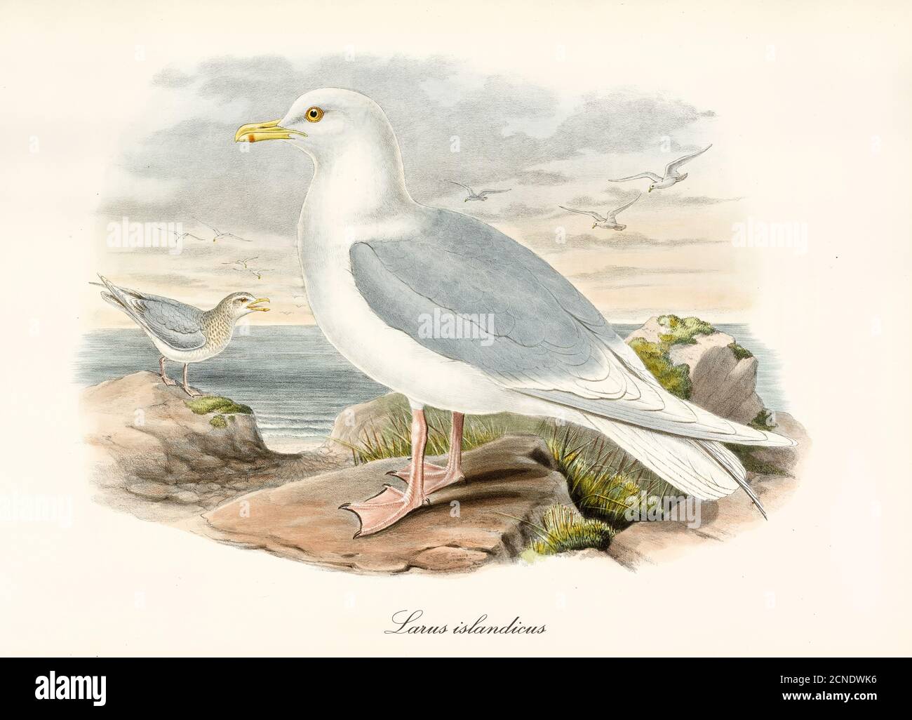 Iceland Gull (Larus glaucoides) profilo degli uccelli con zampe in posa su roccia e mare sullo sfondo. Vintage watercolor Style art di John Gould 1862-1873 Foto Stock