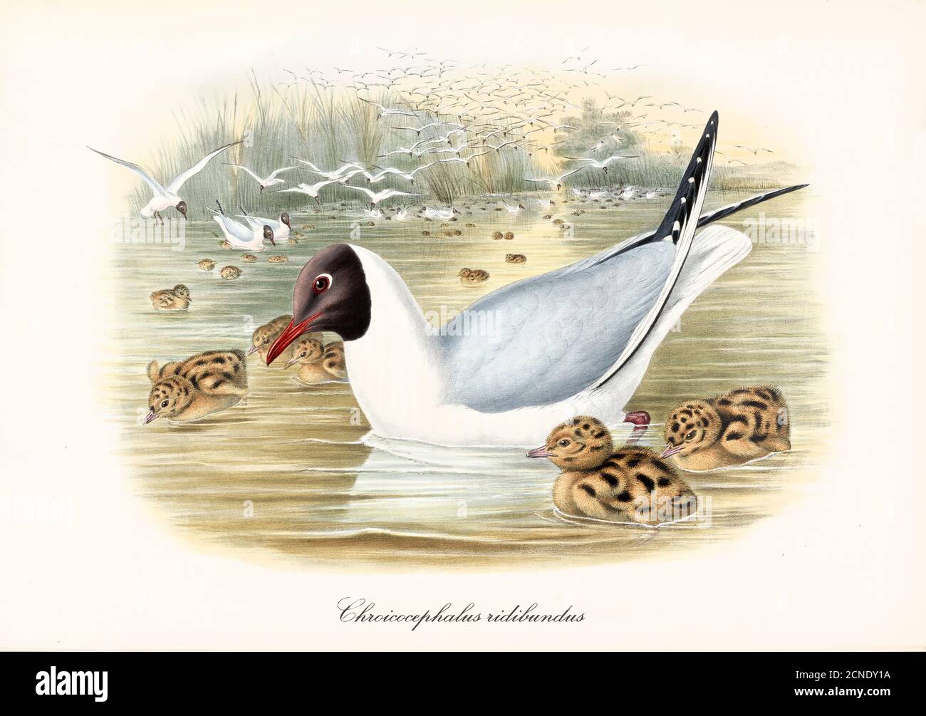 Flock e singolo Gull a testa nera (Chromicocephalus ridibundus) che galleggia sull'acqua dello stagno con i cubetti. Arte acquerello vintage di John Gould 1862-1873 Foto Stock