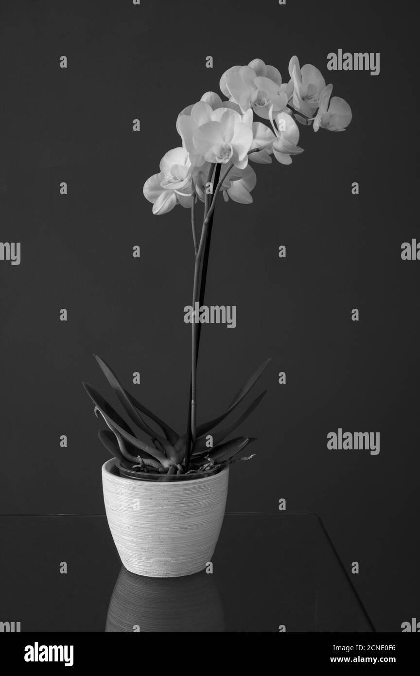 Ancora vita di orchidee bianche in pentola di piante bianche su un tavolo di vetro su sfondo grigio scuro. Bianco e nero. Foto Stock