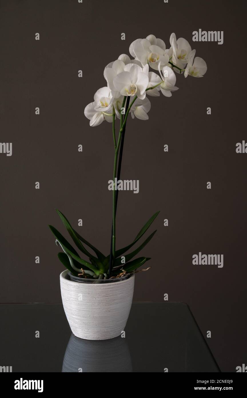 Ancora vita di orchidee bianche in pentola di piante bianche su un tavolo di vetro su sfondo marrone scuro. Foto Stock