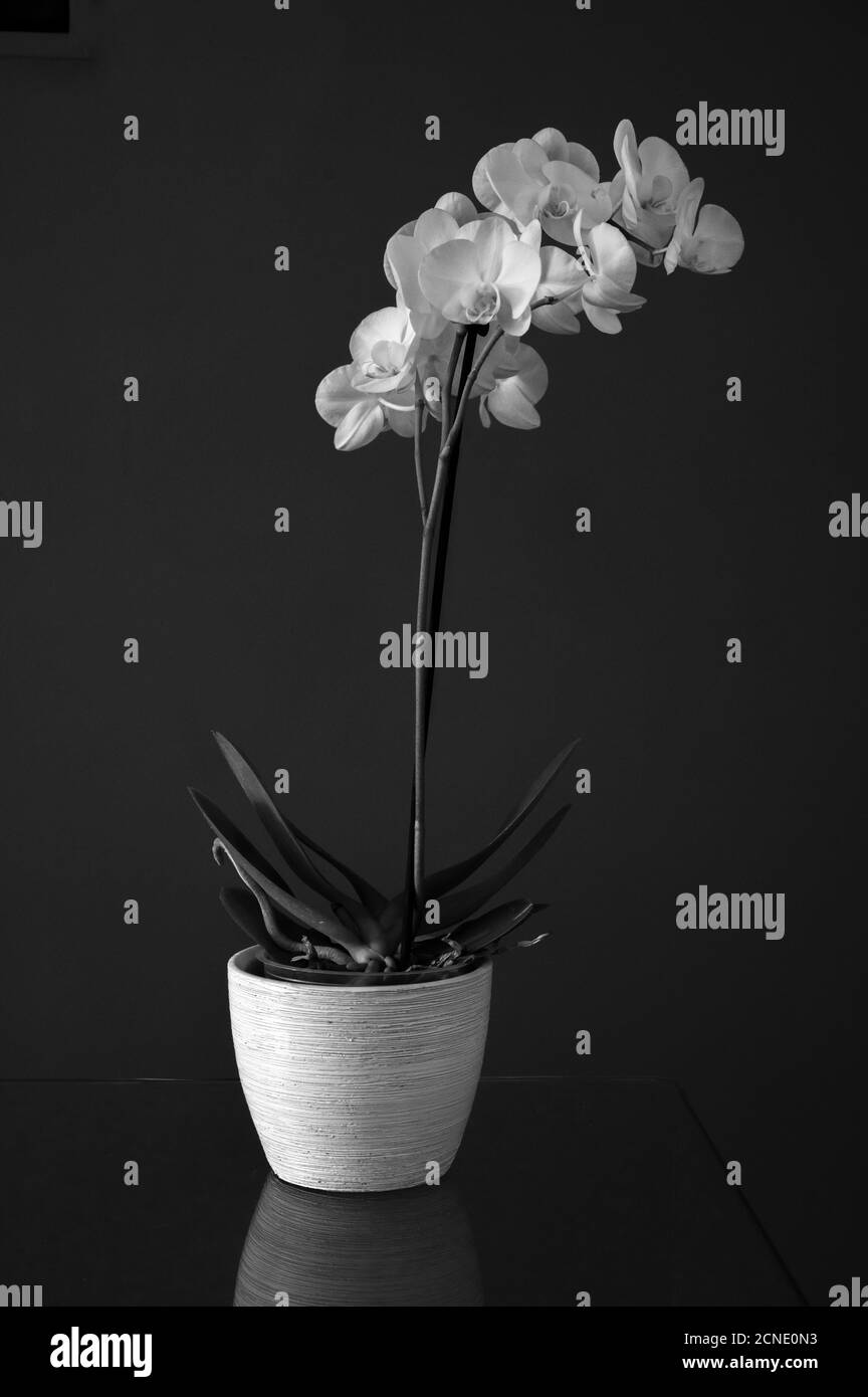 Ancora vita di orchidee bianche in pentola di piante bianche su un tavolo di vetro su sfondo grigio scuro. Bianco e nero. Foto Stock