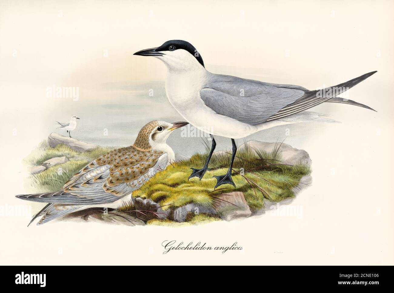 Coppia di Tern (Gelochelidon nilotica) fatturati con gabbiano su roccia grassata. Dettagli vintage stile acquerello art di John Gould 1862-1873 Foto Stock