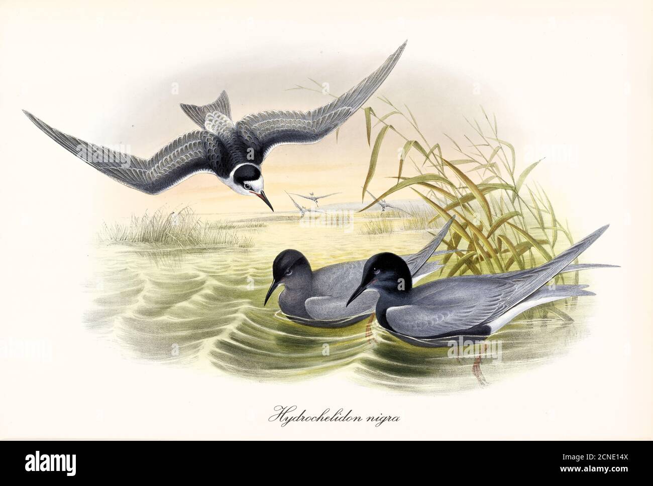 Black Tern (Chlidonias niger) uccelli che diffonde ali atterrando e galleggiando su acqua verde stagno. Arte acquerello vintage di John Gould 1862-1873 Foto Stock