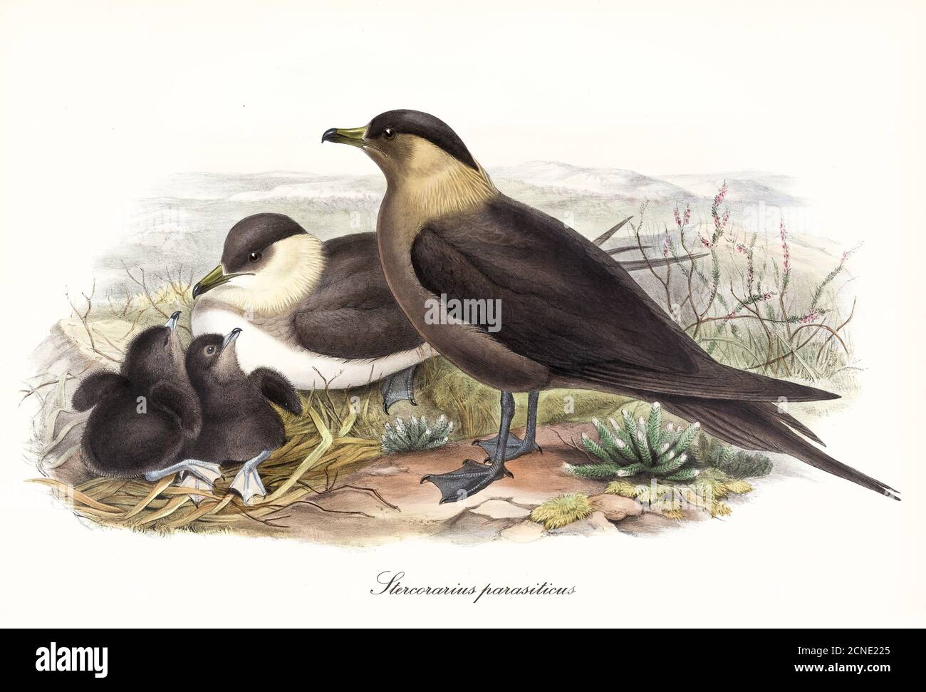 Famiglia di uccelli parassiti Jaeger (Stercorarius parassitius) che nidificano a terra e che guardano intorno. Arte in stile vintage di John Gould 1862-1873 Foto Stock