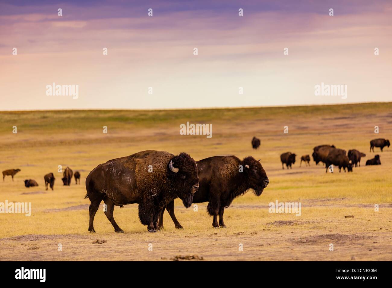 Bison americano nel loro habitat naturale delle Badlands, Dakota del Sud, Stati Uniti d'America Foto Stock