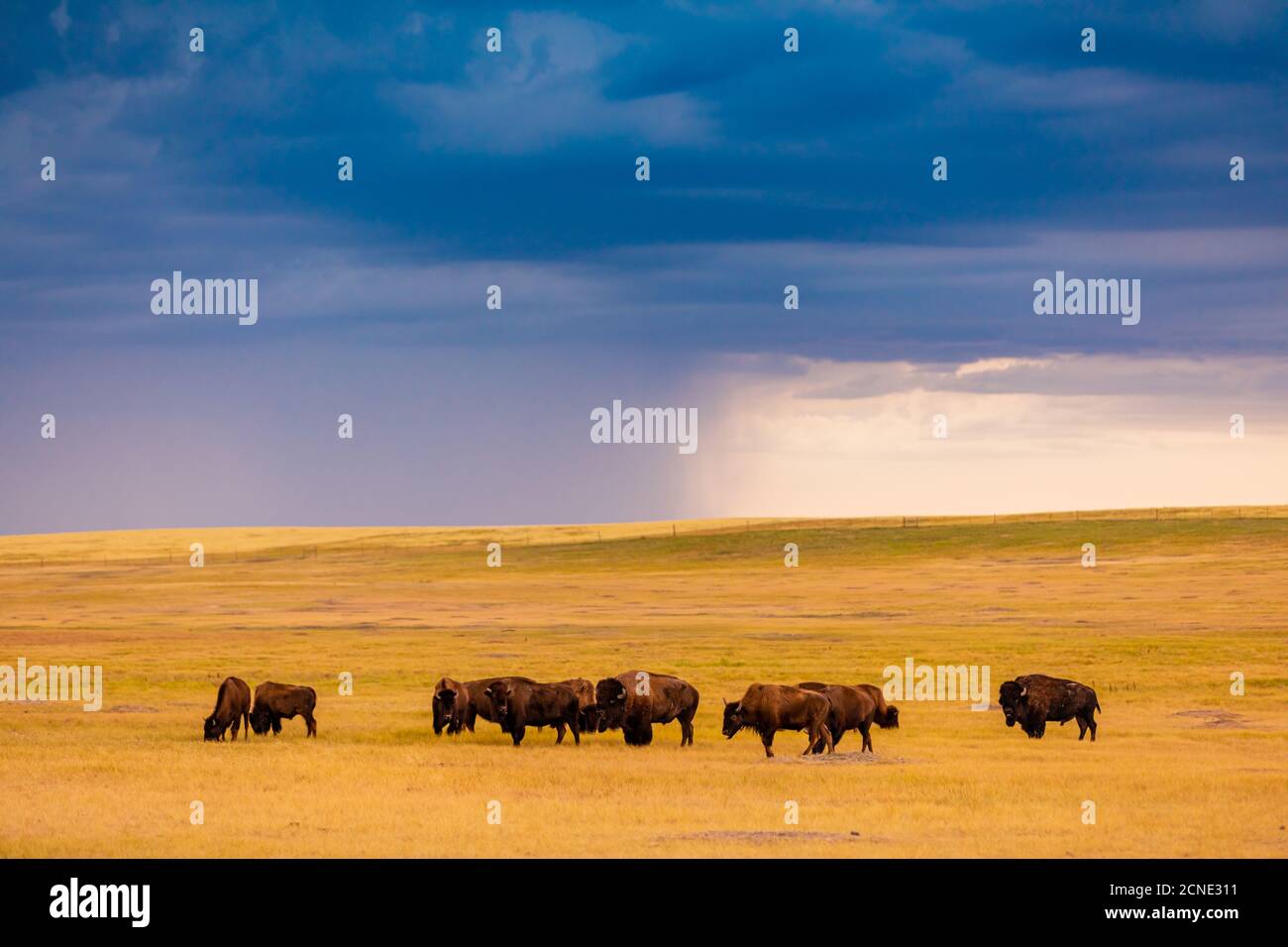 Bison americano nel loro habitat naturale delle Badlands, Dakota del Sud, Stati Uniti d'America Foto Stock