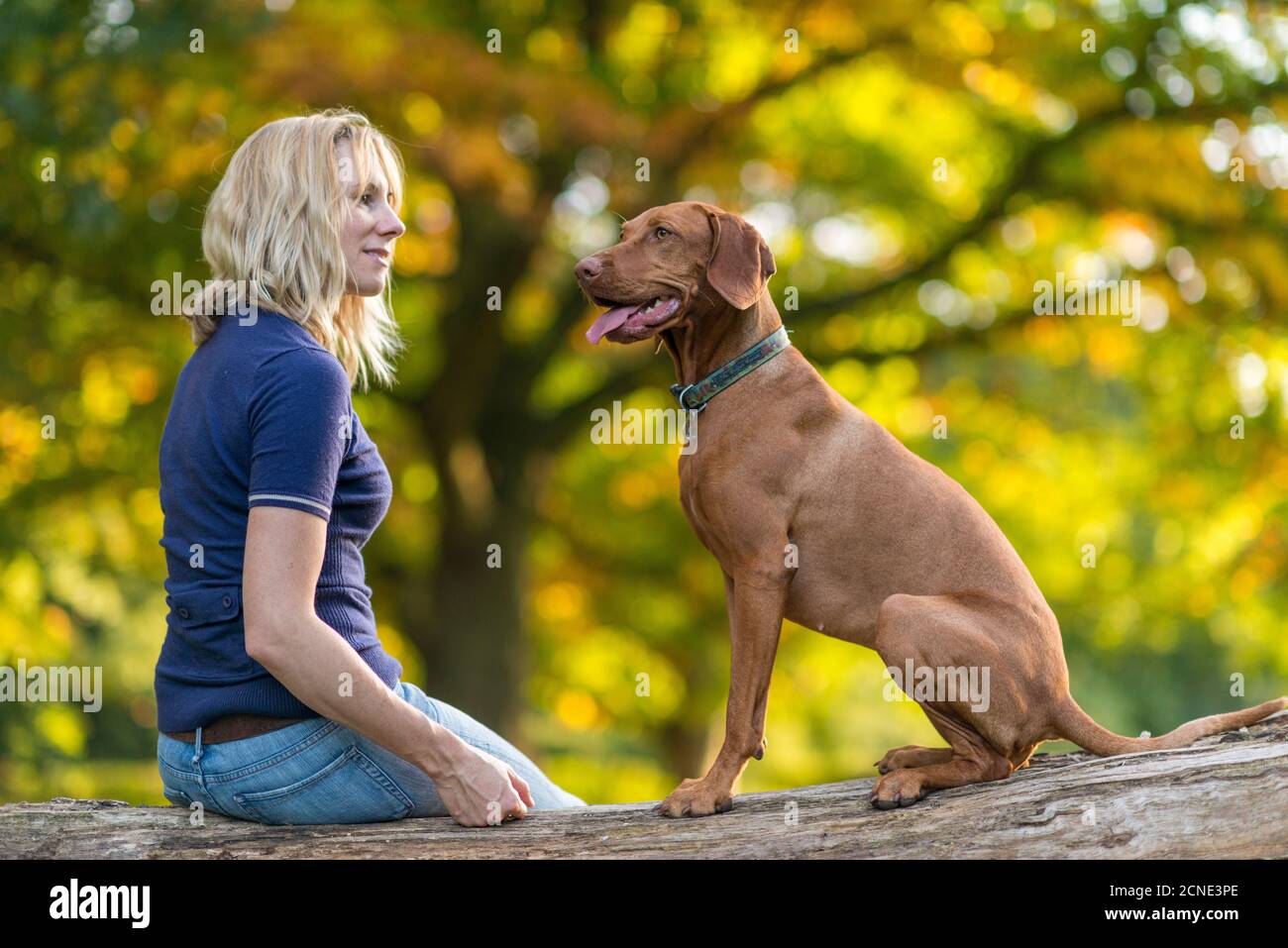 Una donna prende Vizsla per una passeggiata su Wimbledon Common a Londra, Inghilterra, Regno Unito, Europa Foto Stock