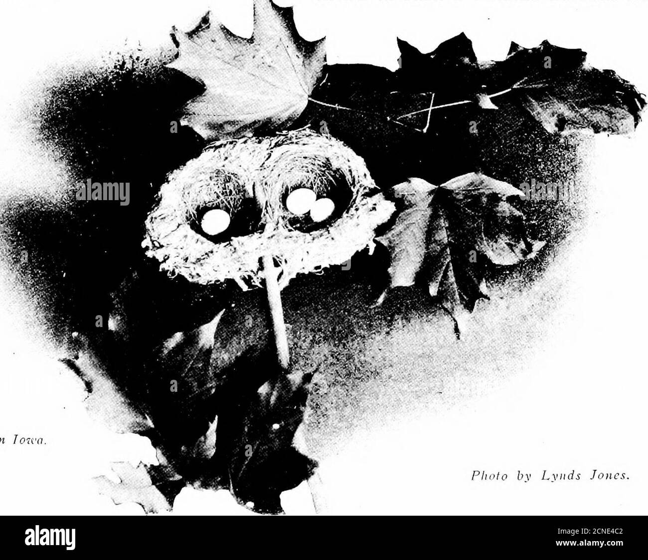 . Gli uccelli dell'Ohio; una descrizione scientifica e popolare completa delle 320 specie di uccelli trovati nello stato . -â ,^-&gt;-^Â«- ^m r^^^^l ?-J4j^J i :H^^^ ^^^&l â¢A- V â â¢ â â â ;â , 3fe . %0l H &gt; .X ^ . ^^ p n° k- preso vicino a BJyria. Foto dell'autore. MI SENTI? CREDI? 296 IL VIREO DAGLI OCCHI ROSSI, linn, per quelli che si sofferma a più alte sono spesso indistinguibili fromWarblers di rara rarità, e la loro occasionale diffidenza è molto deplorevole per coloro che sparano in fretta e si pentono a piacere. Il Vireo dagli occhi rossi è un cantante indefatigabile, e quando davvero dà Foto Stock