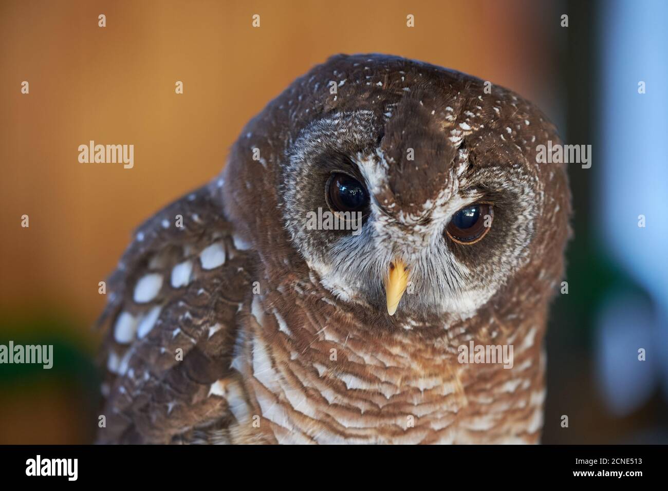 Gufo a spotted del Sud Africa che staring Foto Stock