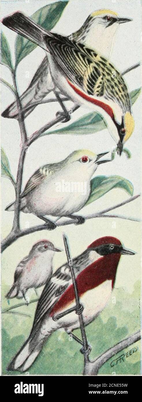 . Il libro degli uccelli : che illustra in colori naturali più di settecento uccelli nordamericani; anche diverse centinaia di fotografie dei loro nidi e uova . IL LIBRO DEGLI UCCELLI. Foto Stock