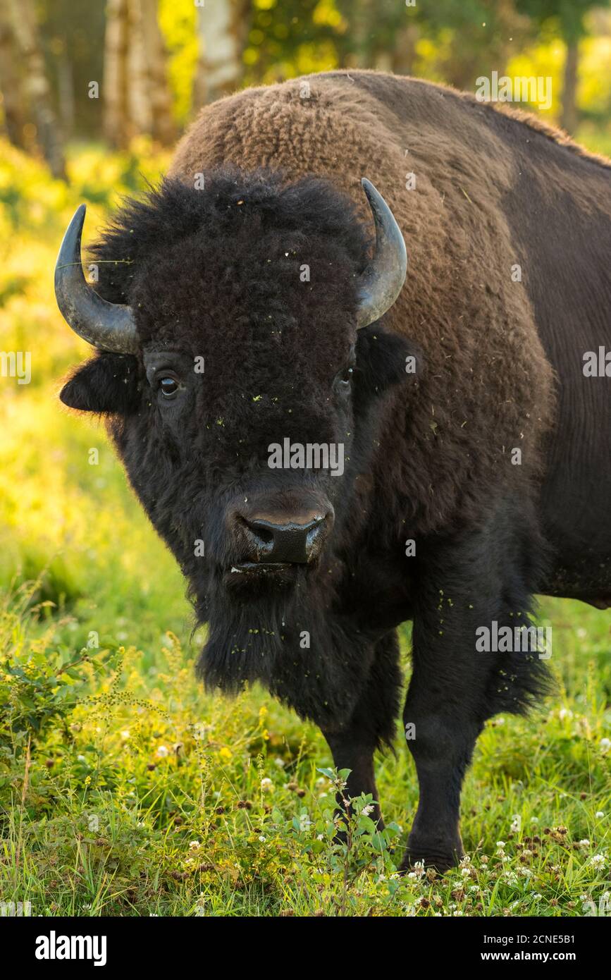Le pianure maschili selvagge bisonte durante la stagione di accoppiamento, Elk Island National Park, Alberta, Canada Foto Stock