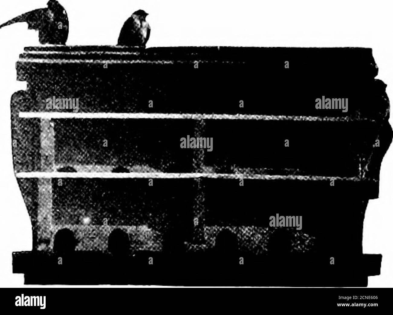 . Gli uccelli dell'Ohio; una descrizione scientifica e popolare completa delle 320 specie di uccelli trovati nello stato . THK MARTIN-HOUSE. 274 LA RUPE DEGLUTÌ, con l'ultima specie chiamata, e gli uccelli sembrano aver raggiunto un modusvivendi su terreni pacifici. Alla fine della stagione di allevamento i Martins non sono più confinedto il luogo di nidificazione, ma variano liberamente di giorno e si riuniscono in grande companie?to roost di notte. A volte la cresta o cornicione di un edificio- è usato per questo scopo, ma oftener gli uccelli ricorso ad alcuni boschi non recjuented luogo fuori-del-senso. Nell'estate del 1901 noi Foto Stock