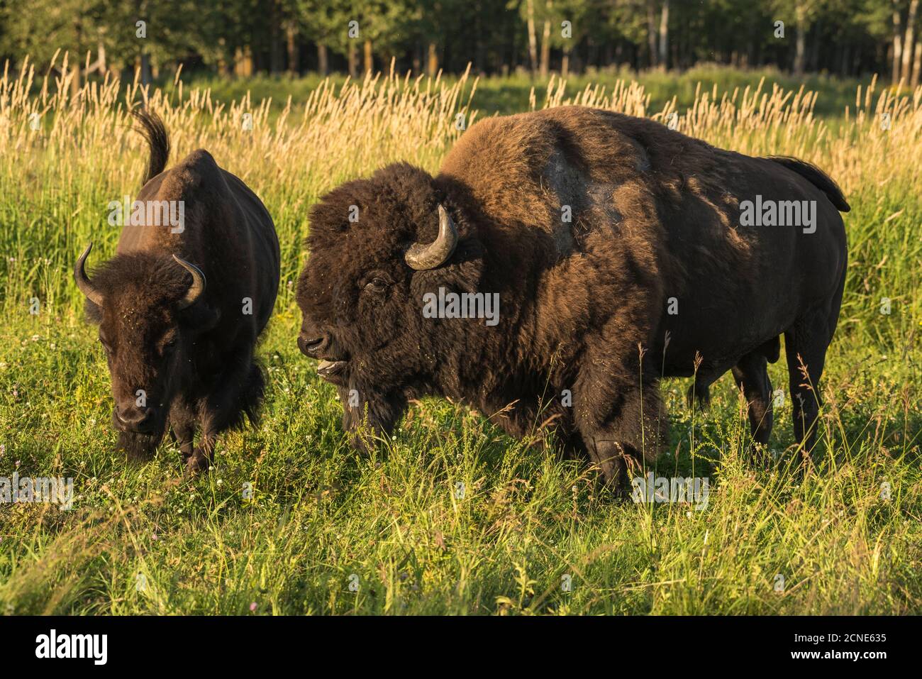 Wild male Plains bisonti corti una femmina durante la stagione di accoppiamento, Elk Island National Park, Alberta, Canada Foto Stock